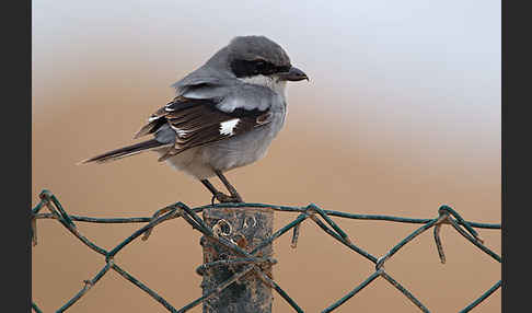 Raubwürger (Lanius excubitor koenigi)