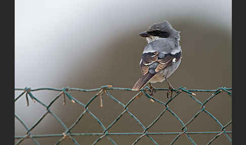 Raubwürger (Lanius excubitor koenigi)