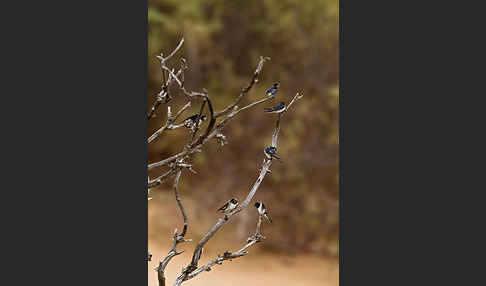 Rauchschwalbe (Hirundo rustica)