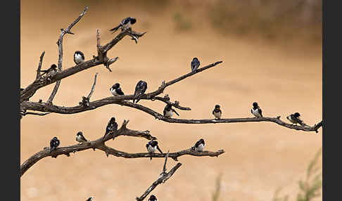 Rauchschwalbe (Hirundo rustica)