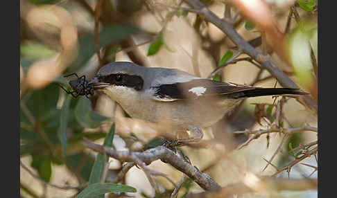 Raubwürger (Lanius excubitor koenigi)