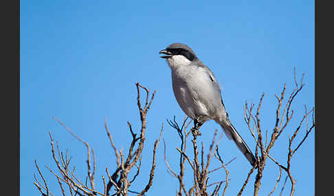 Raubwürger (Lanius excubitor koenigi)