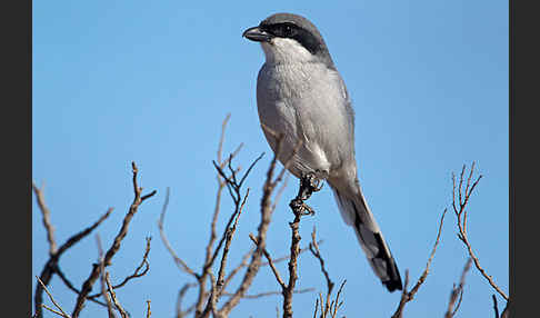 Raubwürger (Lanius excubitor koenigi)