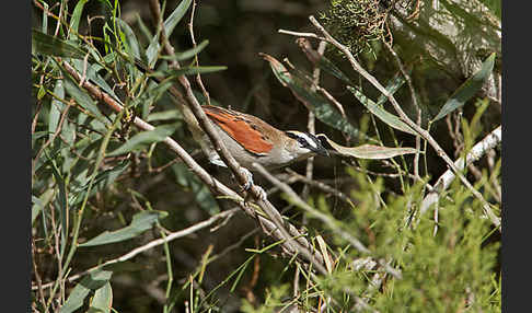 Senegaltschagra (Tchagra senegala)