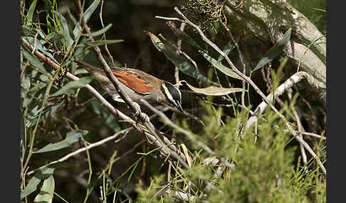 Senegaltschagra (Tchagra senegala)