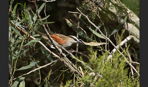 Senegaltschagra (Tchagra senegala)