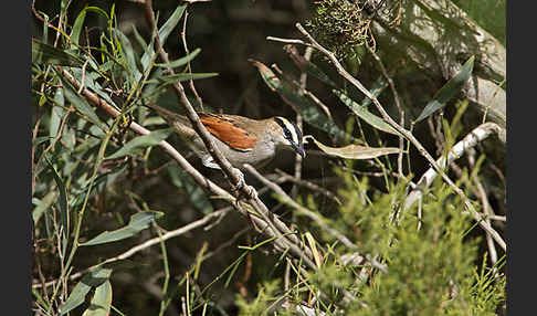 Senegaltschagra (Tchagra senegala)