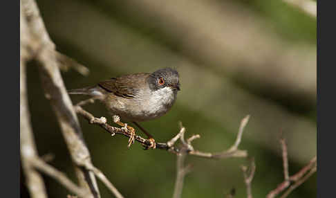 Samtkopfgrasmücke (Sylvia melanocephala)