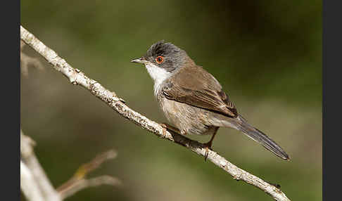 Samtkopfgrasmücke (Sylvia melanocephala)