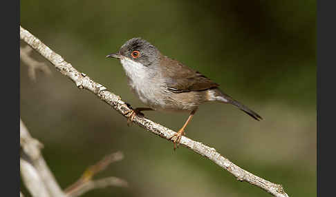 Samtkopfgrasmücke (Sylvia melanocephala)