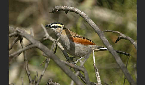 Senegaltschagra (Tchagra senegala)