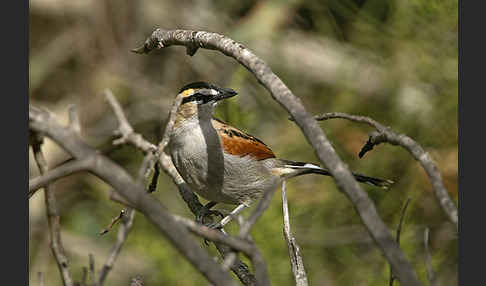 Senegaltschagra (Tchagra senegala)