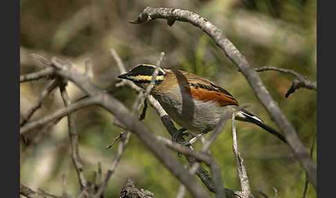 Senegaltschagra (Tchagra senegala)