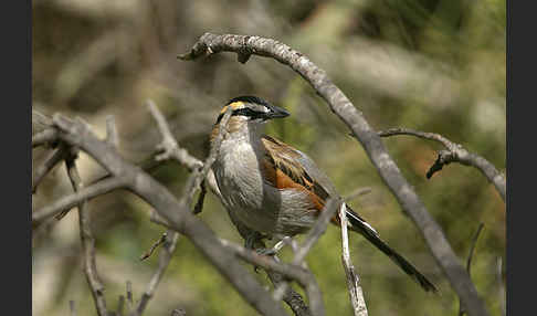 Senegaltschagra (Tchagra senegala)