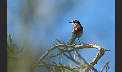 Senegaltschagra (Tchagra senegala)