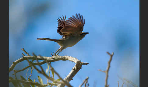 Senegaltschagra (Tchagra senegala)