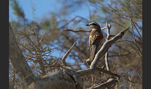 Senegaltschagra (Tchagra senegala)