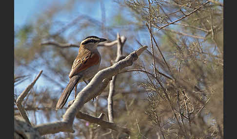 Senegaltschagra (Tchagra senegala)