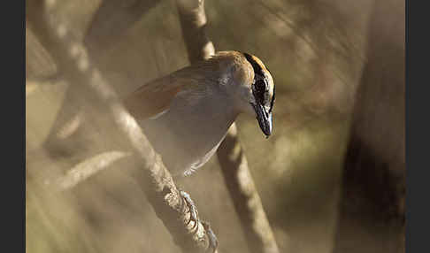 Senegaltschagra (Tchagra senegala)