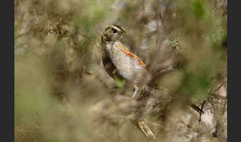 Senegaltschagra (Tchagra senegala)