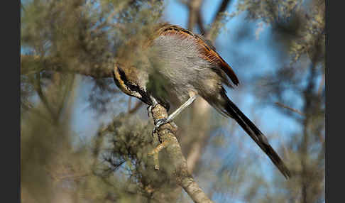 Senegaltschagra (Tchagra senegala)