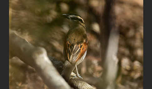 Senegaltschagra (Tchagra senegala)