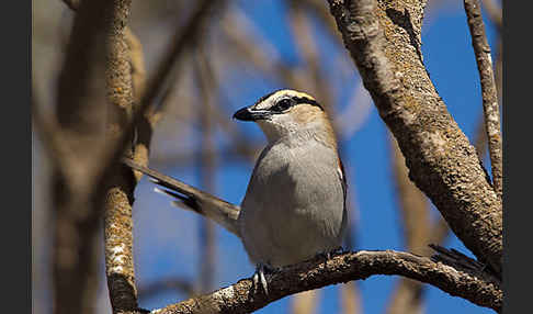 Senegaltschagra (Tchagra senegala)