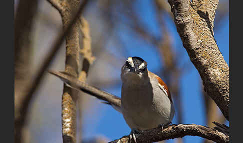 Senegaltschagra (Tchagra senegala)