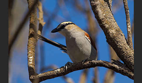 Senegaltschagra (Tchagra senegala)