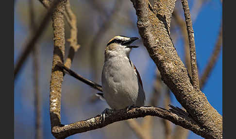 Senegaltschagra (Tchagra senegala)