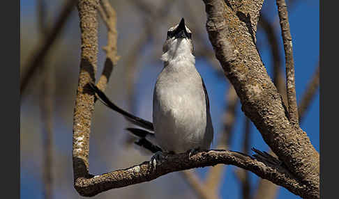 Senegaltschagra (Tchagra senegala)