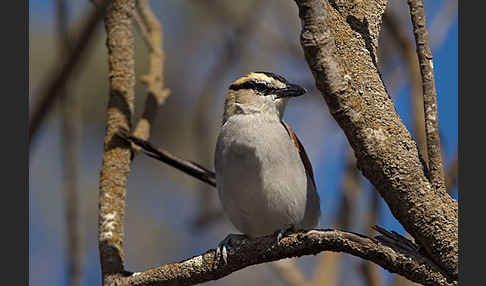 Senegaltschagra (Tchagra senegala)