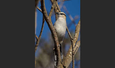 Senegaltschagra (Tchagra senegala)