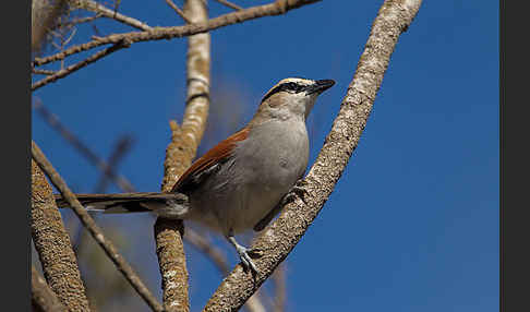 Senegaltschagra (Tchagra senegala)