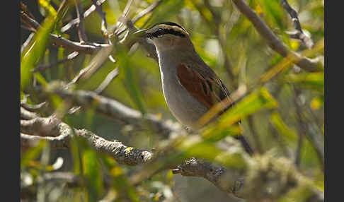 Senegaltschagra (Tchagra senegala)