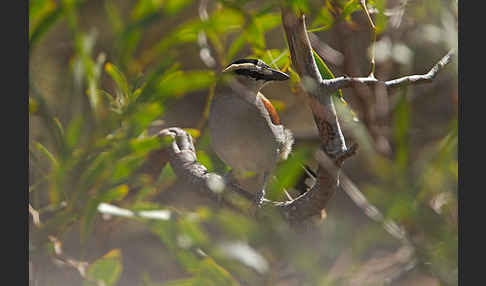 Senegaltschagra (Tchagra senegala)