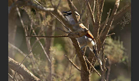 Senegaltschagra (Tchagra senegala)