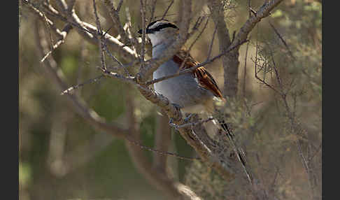 Senegaltschagra (Tchagra senegala)