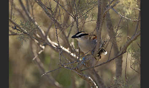 Senegaltschagra (Tchagra senegala)