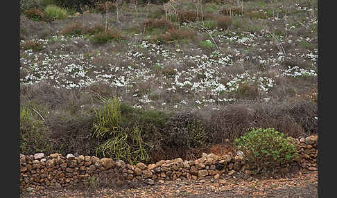 Kwashi (Pancratium trianthum)