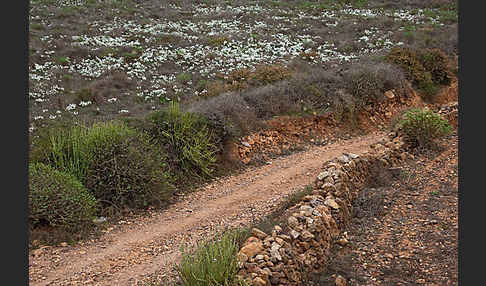 Kwashi (Pancratium trianthum)