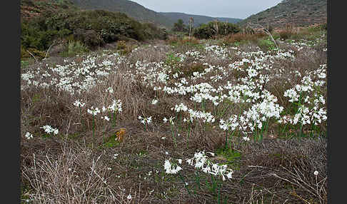 Kwashi (Pancratium trianthum)