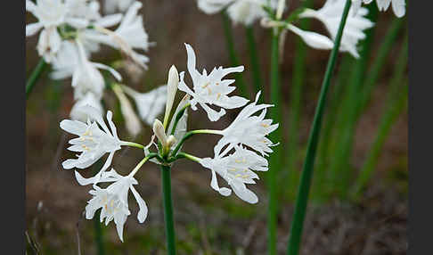 Kwashi (Pancratium trianthum)