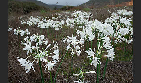 Kwashi (Pancratium trianthum)