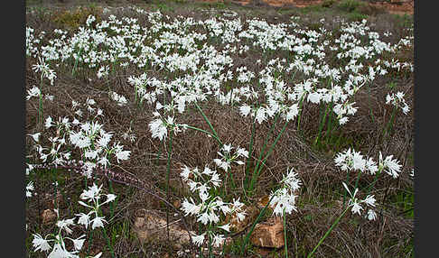 Kwashi (Pancratium trianthum)