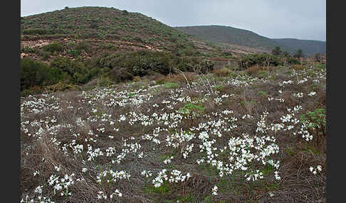 Kwashi (Pancratium trianthum)