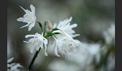 Kwashi (Pancratium trianthum)