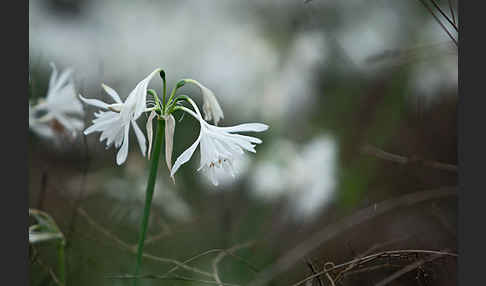 Kwashi (Pancratium trianthum)