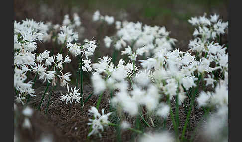 Kwashi (Pancratium trianthum)