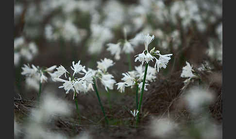 Kwashi (Pancratium trianthum)